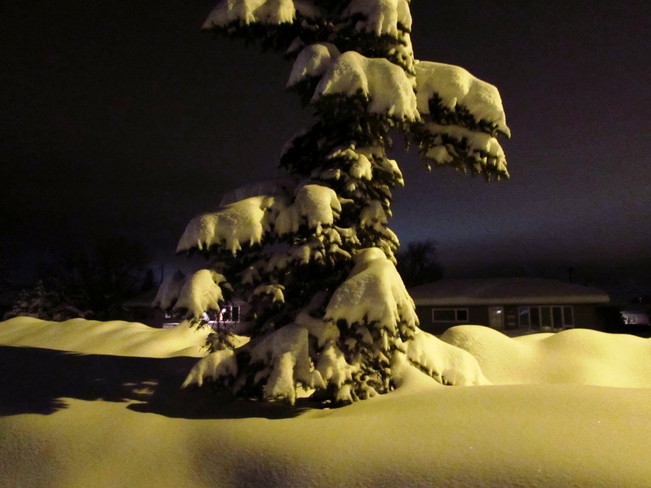 snow on tree Dawson Creek, British Columbia Canada
