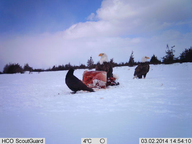 Two Bald Eagles Napanee, Ontario Canada