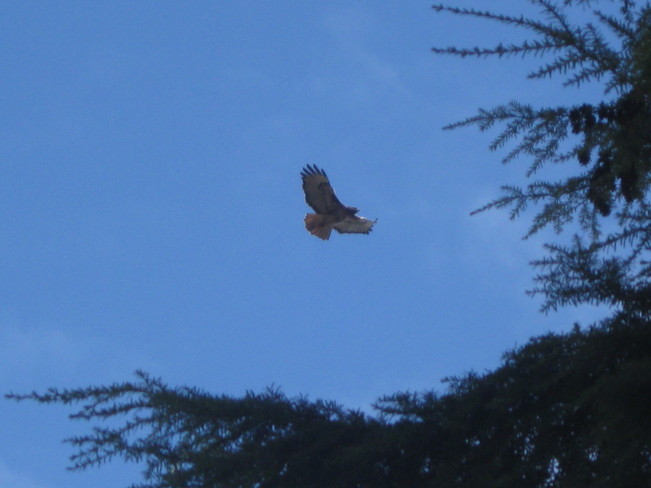 glider or kite?? Surrey, British Columbia Canada