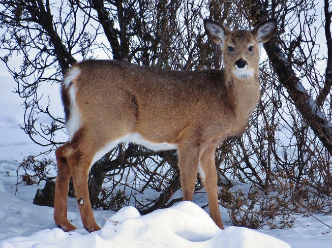 Deer stare down at Lee Park. North Bay, Ontario Canada
