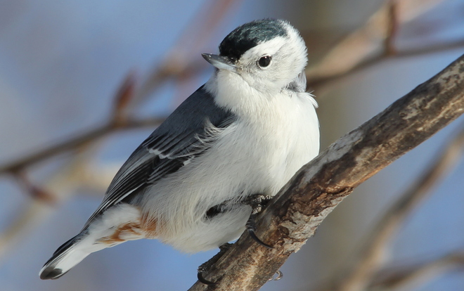 White -breasted Nuthatch Fergus, Ontario Canada