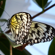 Papillons en libertÃ© au Jardin Botanique