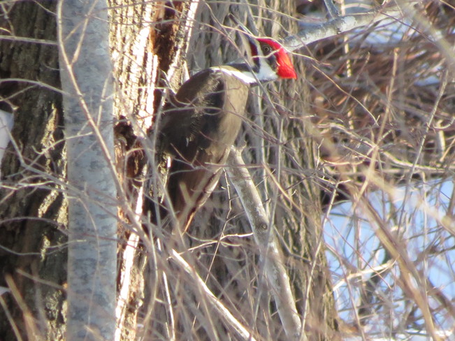 Pileated Woodpecker Wardsville, Ontario Canada