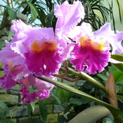 OrchidÃ©es des Serres du Jardin Botanique