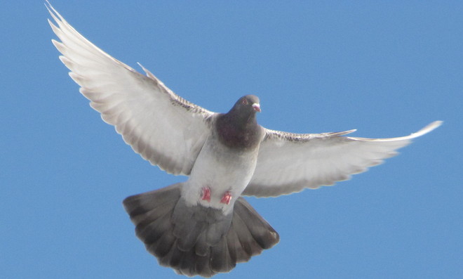 Pigeon wingspan Winnipeg, Manitoba Canada