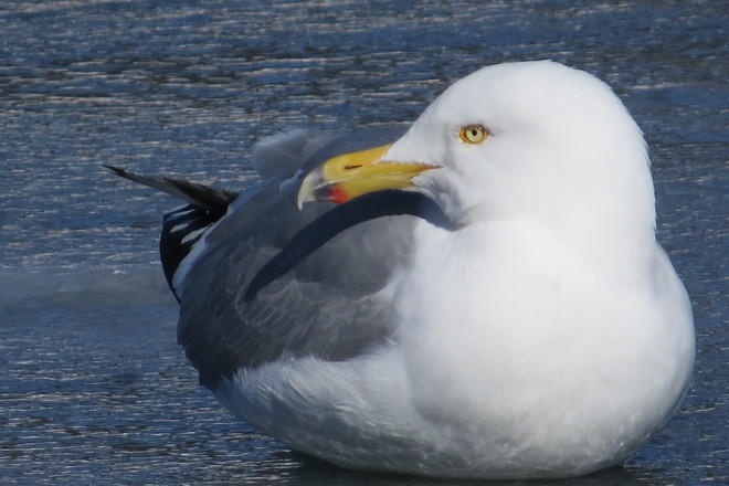 Herring Gull, Suntime Chester, Nova Scotia Canada