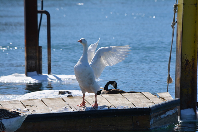 Wingspan of the All White Goose! St. Catharines, Ontario Canada