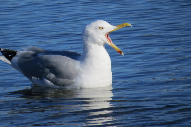 Herring Gull, Gully Chester, Nova Scotia Canada