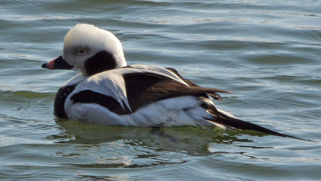 Male Longtailed Duck Sand Banks, Ontario Canada