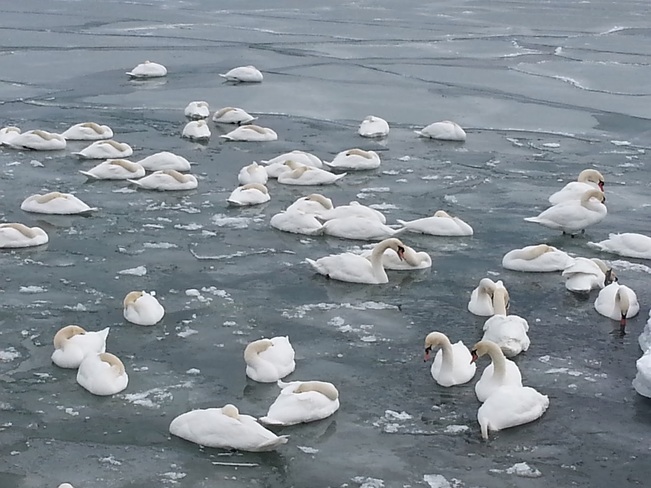 White Swan Family Toronto, Ontario Canada