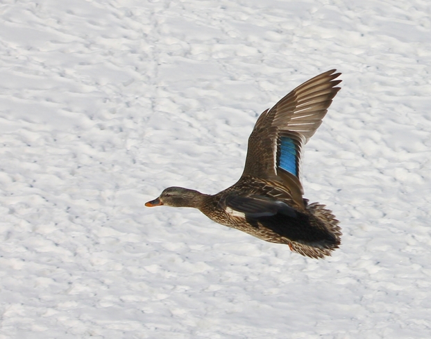 Duck in Flight Laval, Quebec Canada