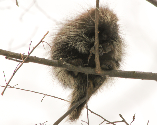 Hello Mr. Porcupine! Kingston, Ontario Canada