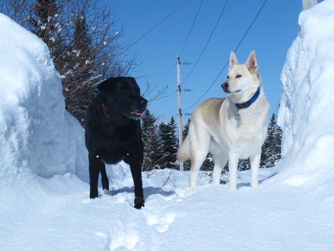 Jersey and Bandit best buds Deer Lake, Newfoundland and Labrador Canada