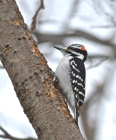 Woodpecker Oakville, Ontario Canada