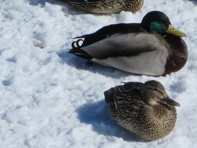 Ducks Ottawa, Ontario Canada