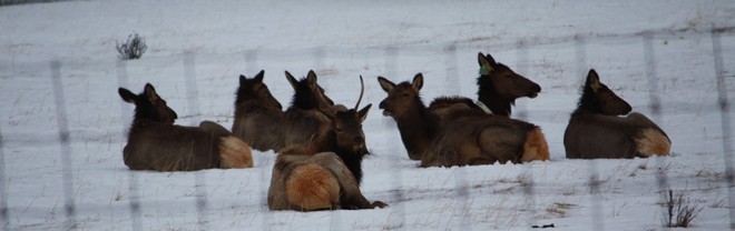 Banff,elk.Can you take the tag off my buddy please lol? Calgary, Alberta Canada