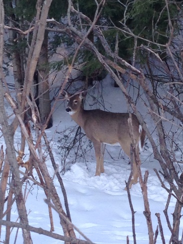 Deer Portland, Ontario Canada