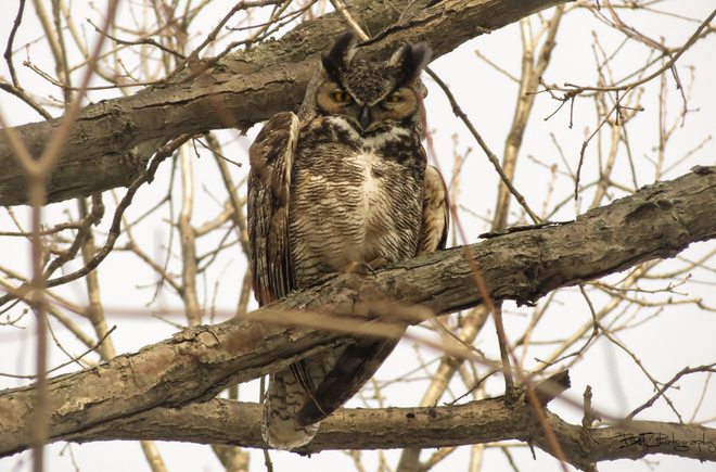 Great Horned Owl Tilbury, Ontario Canada