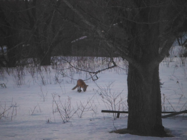 Fox from my window! Florenceville-Bristol, New Brunswick Canada