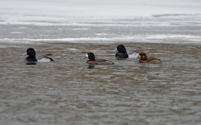 All Greater Scaup? London, Ontario Canada