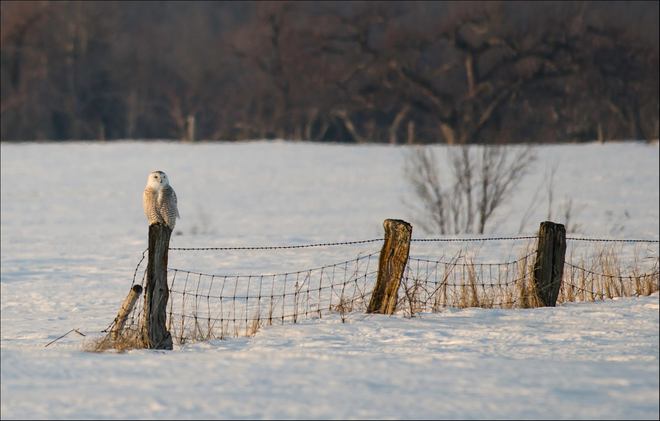 Snowy on a fencepost Elmira, Ontario Canada