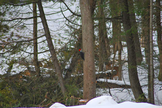 Pileated Woodpecker and a Deer Bancroft, Ontario Canada