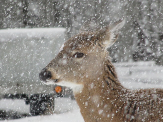 Just Another Pretty Face In The Snow Sherbrooke, Nova Scotia Canada