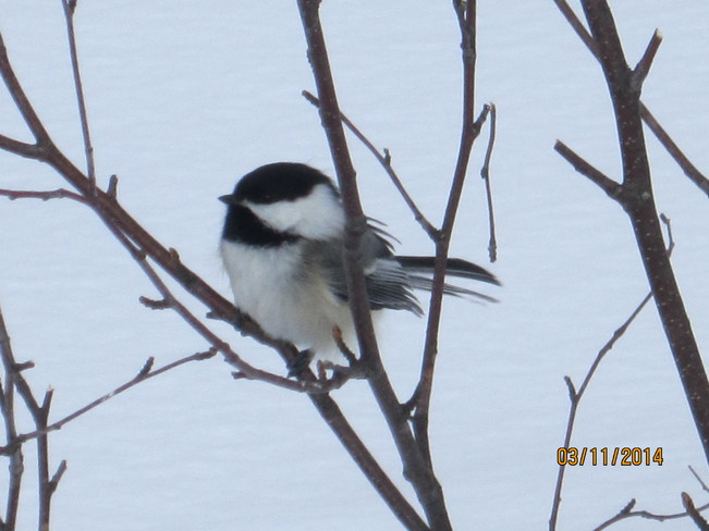 Chickadee in a tree Armstrong Station, Ontario Canada