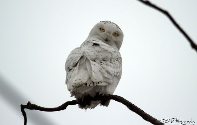 Snowy Owl Tilbury, Ontario Canada