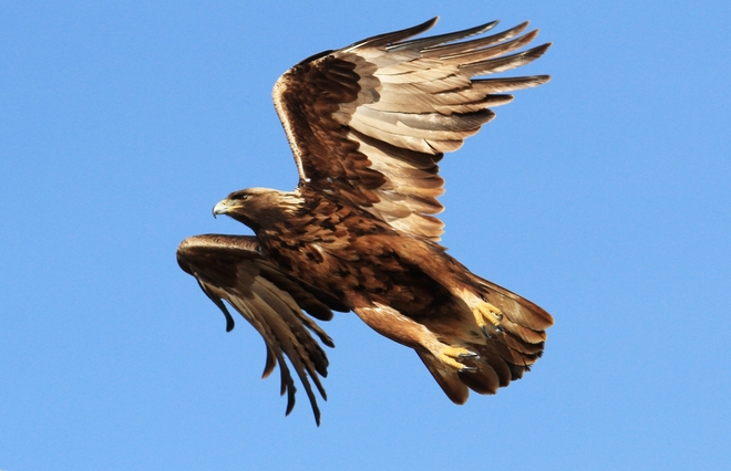 eagle in flight Brooks, Alberta Canada