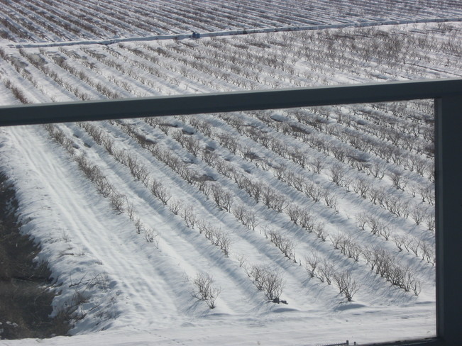 blueberry fields in the snow... Surrey, British Columbia Canada