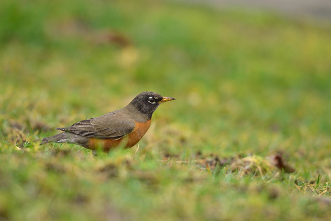 American robin. Port Moresby, National Capital District (Port Moresby) Papua New Guinea