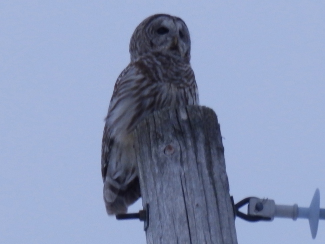 Barring Owl Finch, Ontario Canada