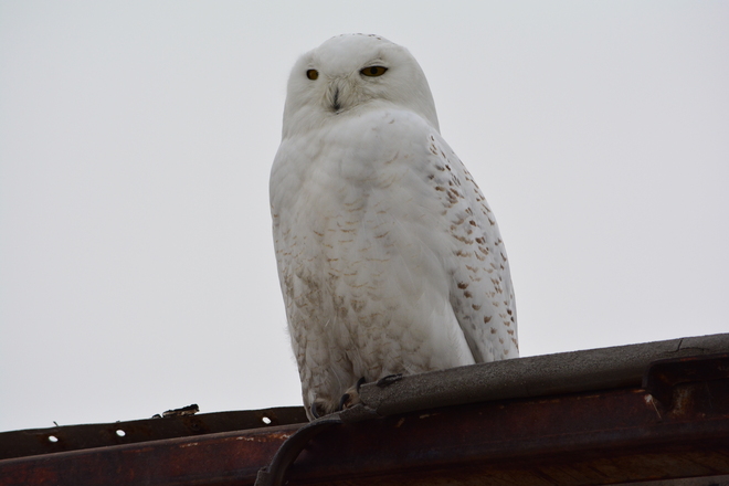 Snow Owl Windsor, Ontario Canada