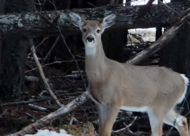 young deer Fauquier, British Columbia Canada