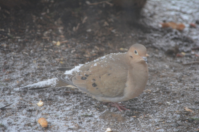Lovely Mourning Dove! St. Catharines, Ontario Canada