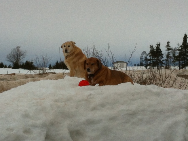 My dogs enjoying the snow Miscouche, Prince Edward Island Canada