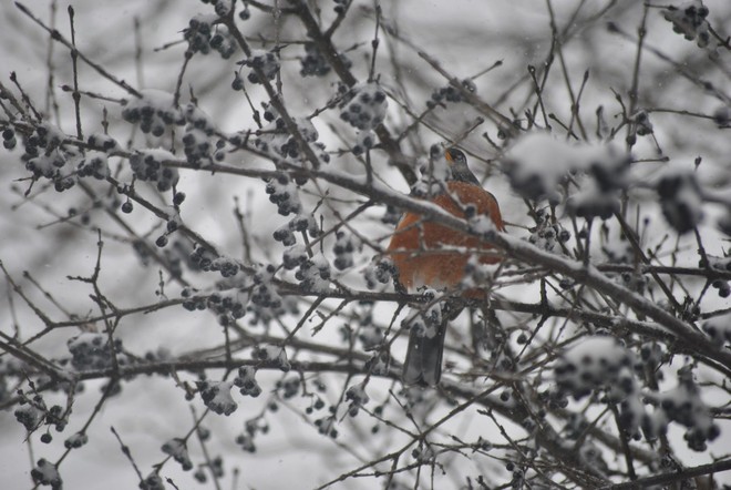 This Robin is confused! Oakville, Ontario Canada