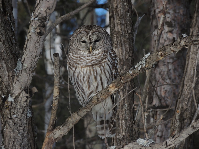Whoooo are you looking at ?? Lively, Ontario Canada