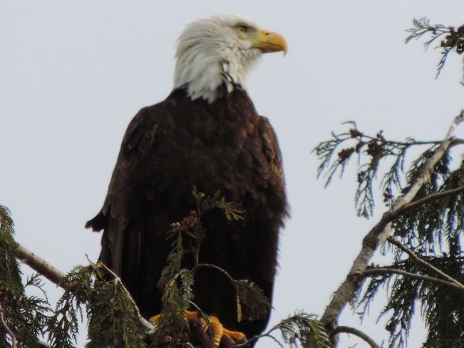 Bald Eagle Vancouver, British Columbia Canada