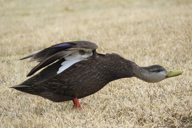 American Black Duck Drake Chester, Nova Scotia Canada