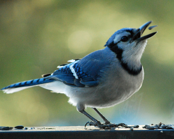 This Blue Jay can catch! Lake of Bays, Ontario Canada