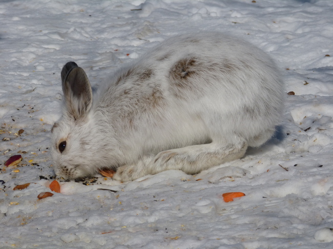 Camouflaged hare Ottawa, Ontario Canada