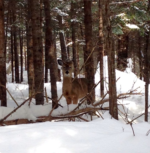 â™¡ Deer Kedgwick, New Brunswick Canada