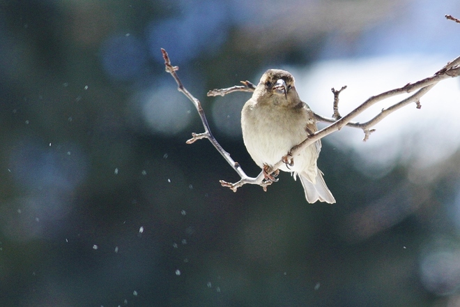 blowing snow w lil bird Scarborough, Ontario Canada