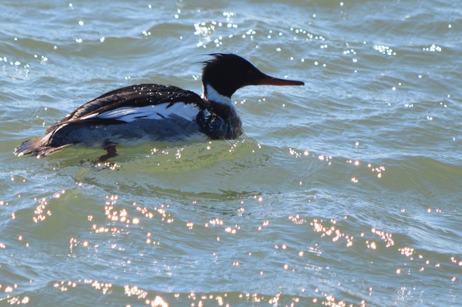 Male Red Breasted Merganser! St. Catharines, Ontario Canada