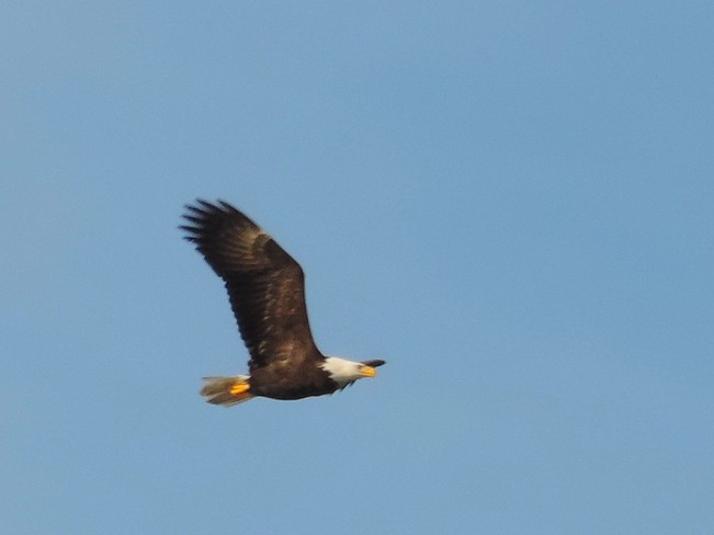 Bald Eagle Flying West Vancouver, British Columbia Canada