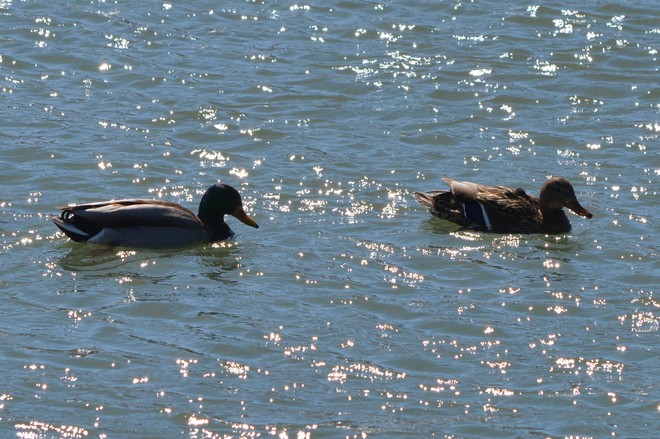 Male and Female Mallards! St. Catharines, Ontario Canada