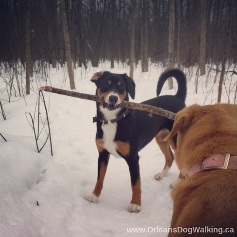 Want to play with my stick? Orleans, Ontario Canada