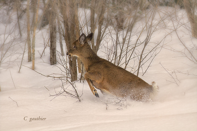Fleeing Deer Magnetawan, Ontario Canada